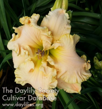 Daylily Big Papa