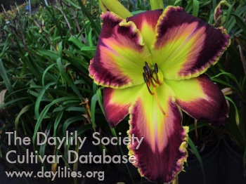 Daylily Big Red Bull