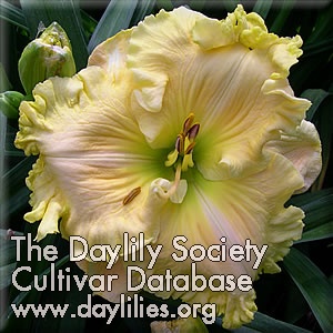 Daylily Big Yellow Taxi