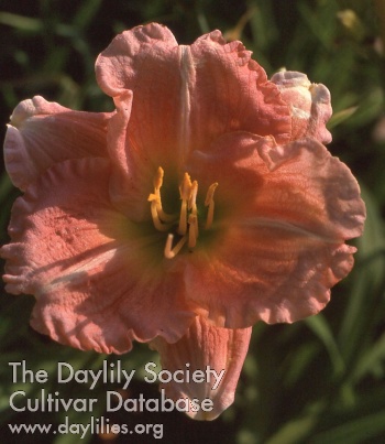 Daylily Billye Dove