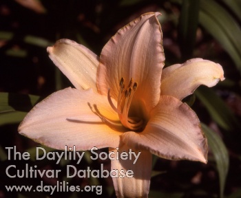 Daylily Bimini