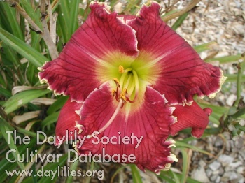 Daylily Bite of the Apple