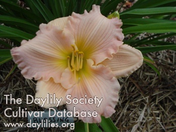 Daylily Blessing