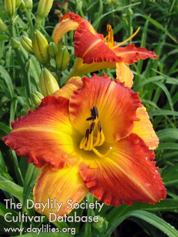 Daylily Blessings in a Backpack