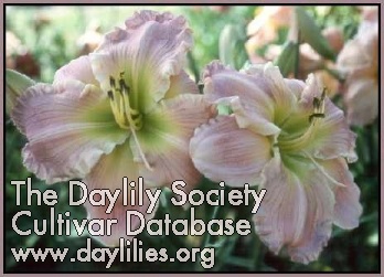 Daylily Blessings Each Day