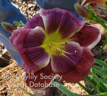 Daylily Blinged Out