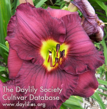 Daylily Blood, Love and Thunder
