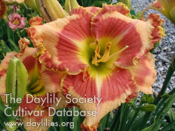 Daylily Bloom Where You're Planted