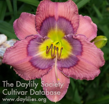Daylily Blue Eyed Woman