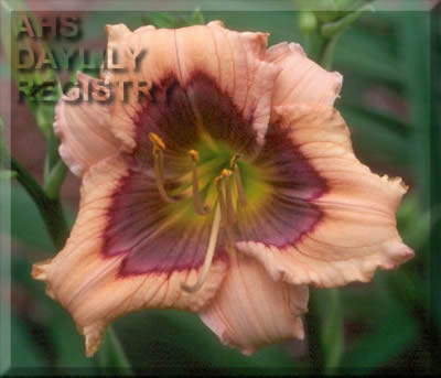 Daylily Blue Alert