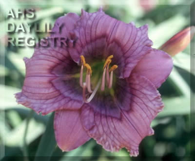 Daylily Blue Flirt