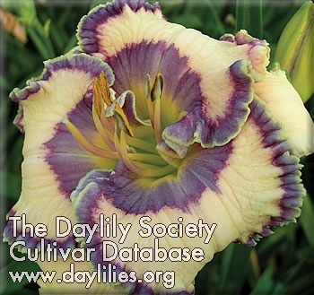 Daylily Bluegrass Music