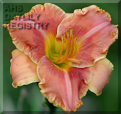 Daylily Board of Directors