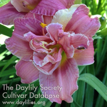 Daylily Bob on a Biscuit