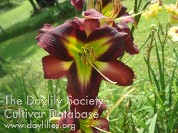 Daylily Boiling the Frog