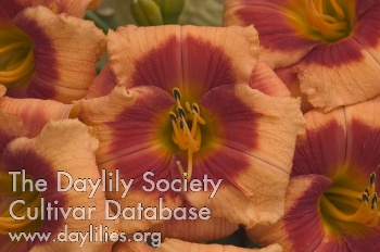 Daylily Bold Tiger