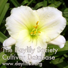 Daylily Bone China
