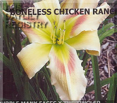 Daylily Boneless Chicken Ranch