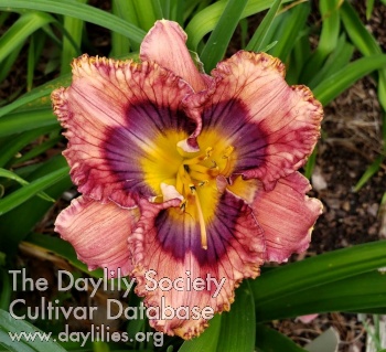 Daylily Boogie Fever Baby