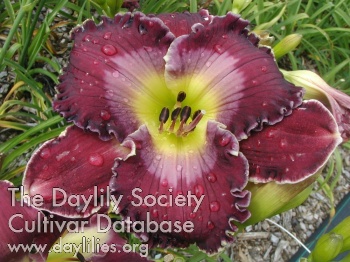 Daylily Book of Life