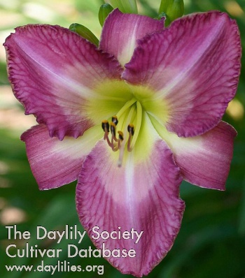 Daylily Boothbay Delight