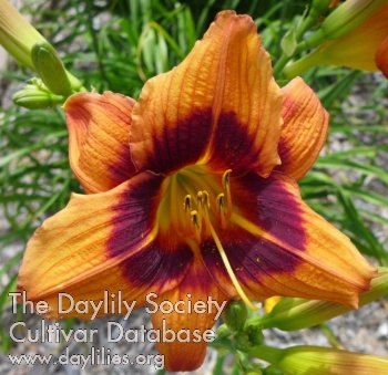Daylily Borgia
