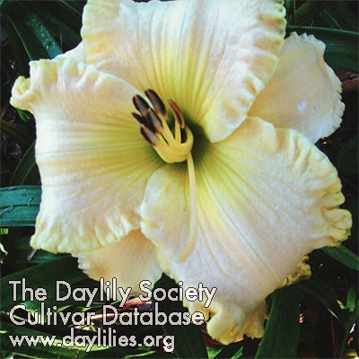 Daylily Born Natural