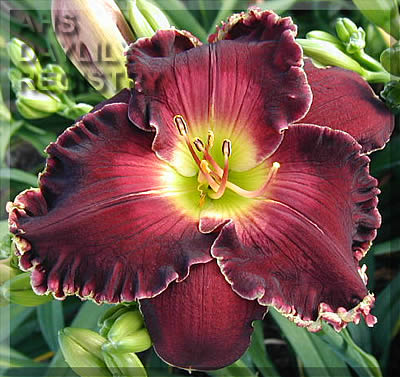 Daylily Born to Reign