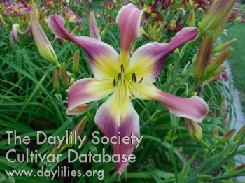 Daylily Born to Boogie