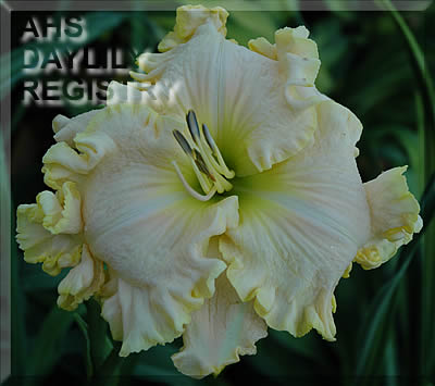 Daylily Boundless Beauty