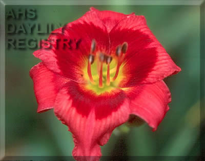 Daylily Brake Light