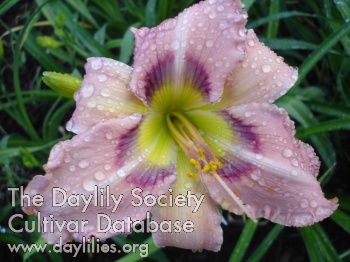 Daylily Breast Cancer Blues