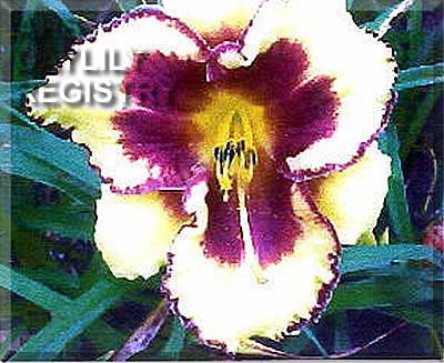 Daylily Brice Honeycutt