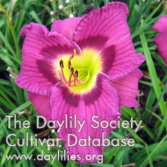 Daylily Bridgeton Love Triangle