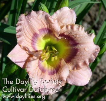 Daylily Bright Butterflies