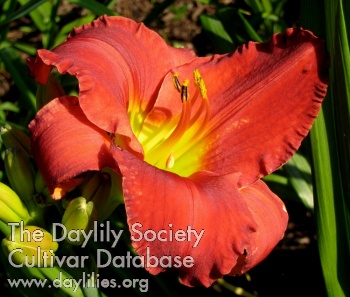 Daylily Broadmore Red