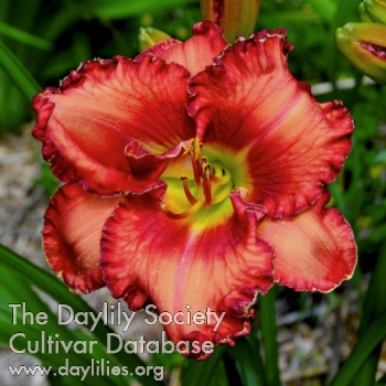 Daylily Brocado Escarlata