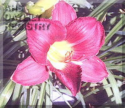 Daylily Brother Kevin