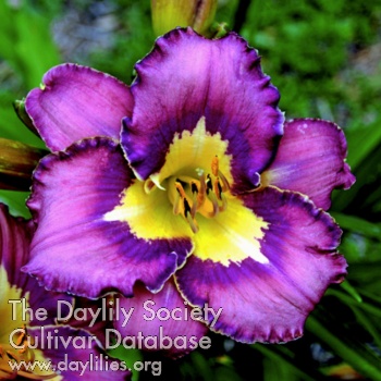 Daylily Brouillon Bleu