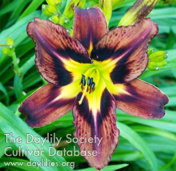 Daylily Brown Delicious