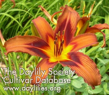 Daylily Brown Witch