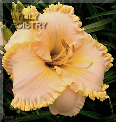 Daylily Browns Ferry Peaches N' Cream