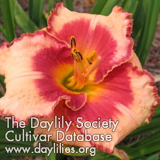 Daylily Browns Ferry Sweetheart