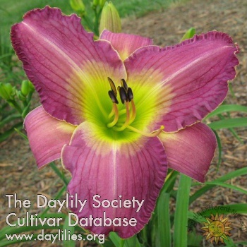 Daylily Bruce the Remarkable