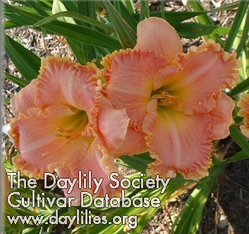 Daylily Brush of Angel Wings