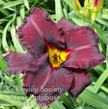 Daylily Bubbling Crude