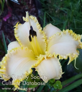 Daylily Buddy's Long Tooth