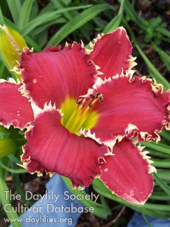 Daylily Buddy's Red and White