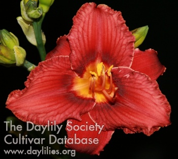 Daylily Bukharaa Spice