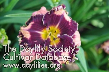 Daylily Bulletproof